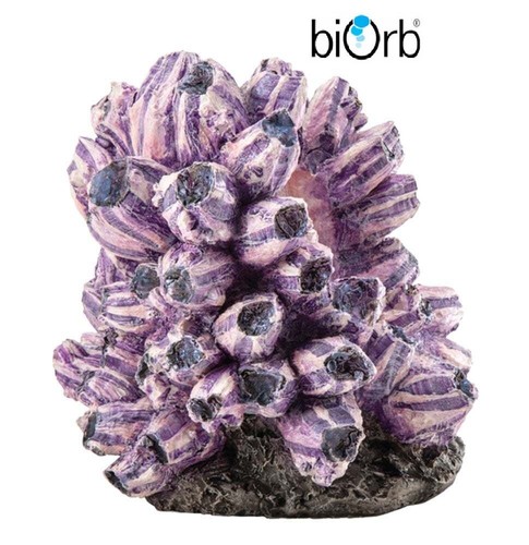 Biorb barnacle cluster - biorb,