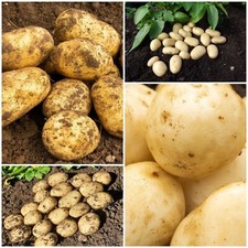 Seed Potatoes First/Second