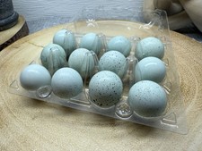 Celadon (blue) Coturnix Quail