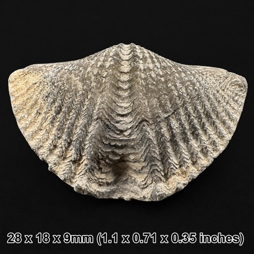 Winged brachiopod fossil
