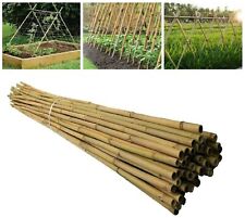6ft Large Bamboo Canes Plants