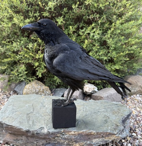 Taxidermy crow not raven - 🎃,