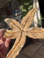 Dried Starfish and Sea Urchins