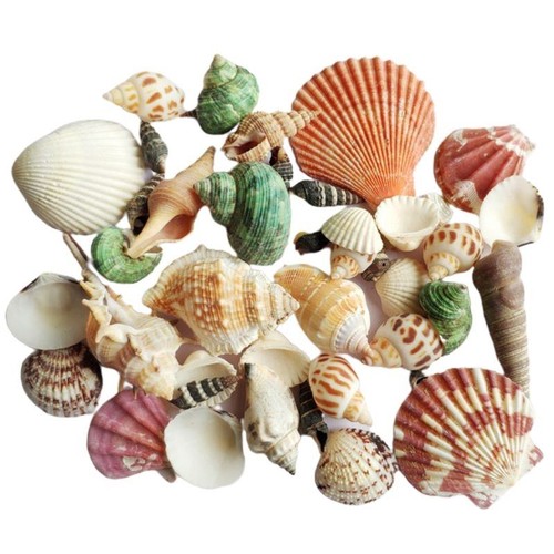 120g natural turbo seashell - natural,