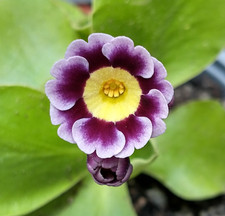 Primula auricula 25 seeds, mixed hybrids