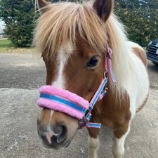 MINI-SHETLAND FLUFFY