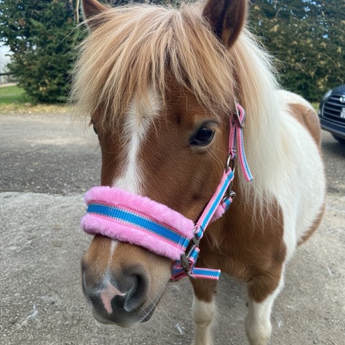 Mini shetland fluffy - mini-shetland,