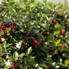 Ilex aquifolium 'Alaska' in 9cm Pot - Self Pollinating English Holly Plant