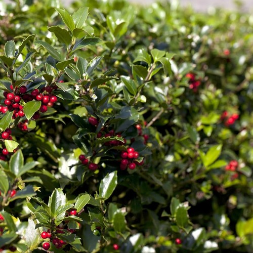 Ilex aquifolium alaska in - ilex,