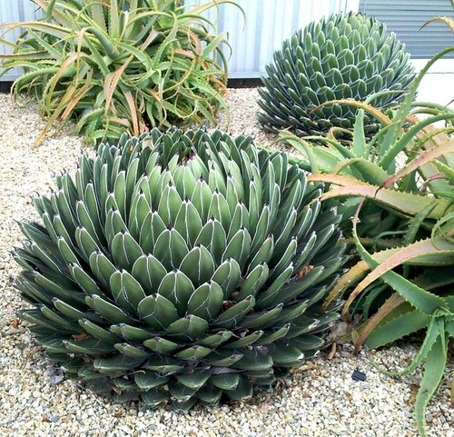 Agave victoriae reginae the - agave, |