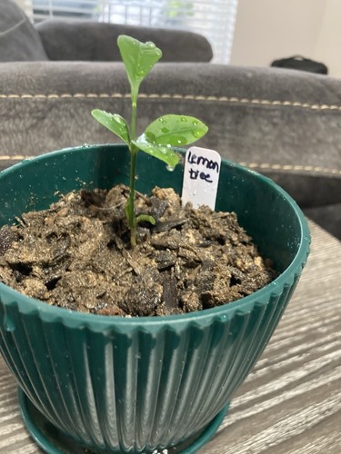 Dwarf meyer lemon - dwarf, tree