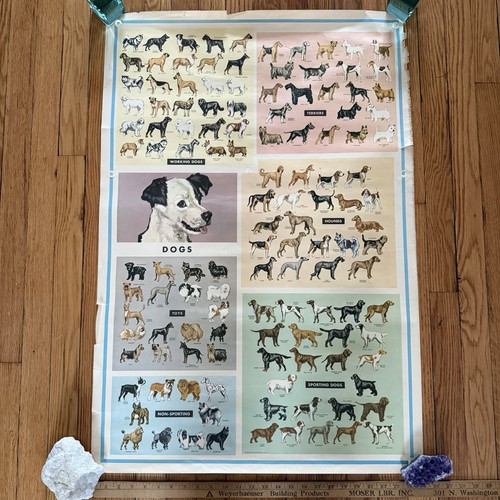 Vintage dogs breeds categories - dogs,