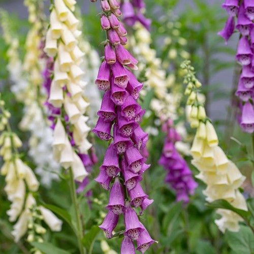 Wild foxglove digitalis - 5,