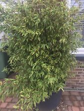 1 Black Ebony Bamboo Shrubs Very large in 130 litre tree containers