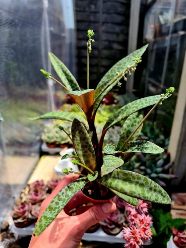 Ledebouria socialis the - ledebouria,