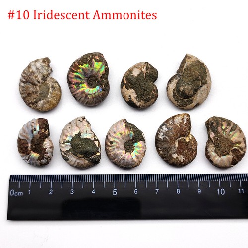Madagascar sea fossils - madagascar,