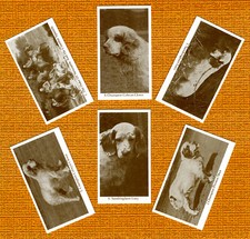 CLUMBER SPANIEL SET OF SIX