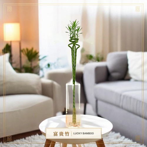 Lucky bamboo 70cm stalks - bamboo,