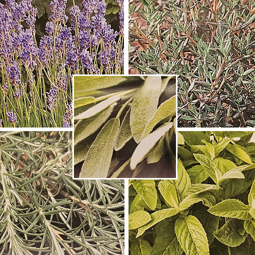 Organic perennial herb - 6,