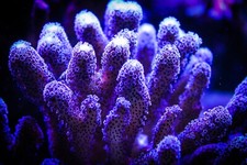 🟪🥛Purple Stylophora Stylo Milka SPS Coral Frag Reef🥛🟪