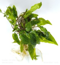 Cryptocoryne wendtii green