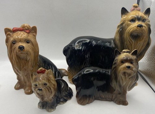 Lovely yorkshire terrier - lovely,