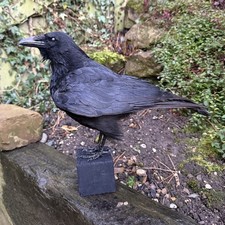 🎃 Taxidermy CROW Not raven man cave gothic skull curiosity Tattoo Halloween Art