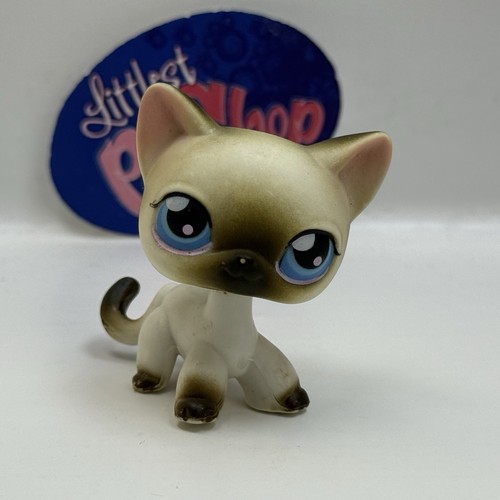 Siamese shorthair cat - cat,