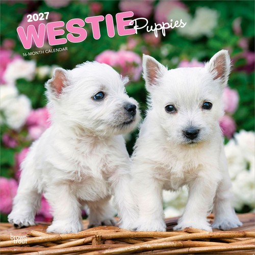 West highland white terrier - highland,