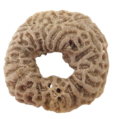 Red sea fossil - fossil, coral