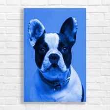 Adorable French Bulldog Blue