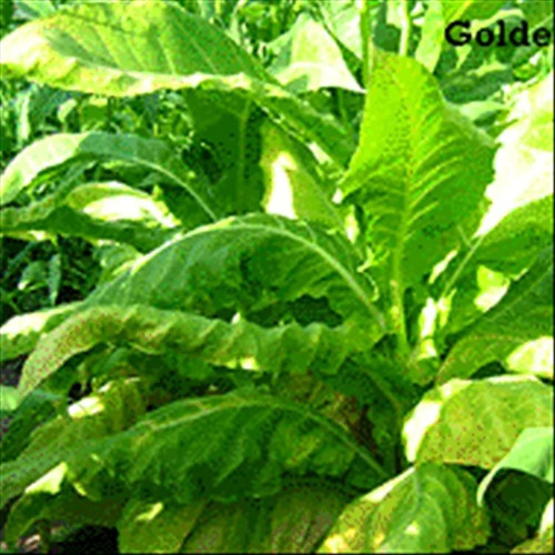 Golden burley tobacco - burley,