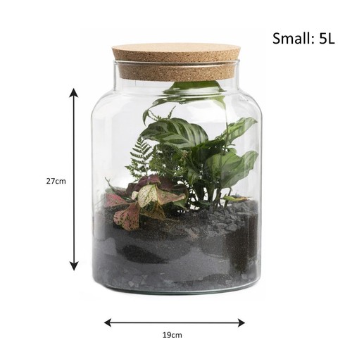 Glass plant terrarium - plant,