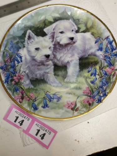 Westie collectors plate - westie,