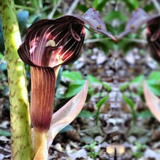 Arisaema speciosum, Double-Whip Cobra Lily - 10 Sementes