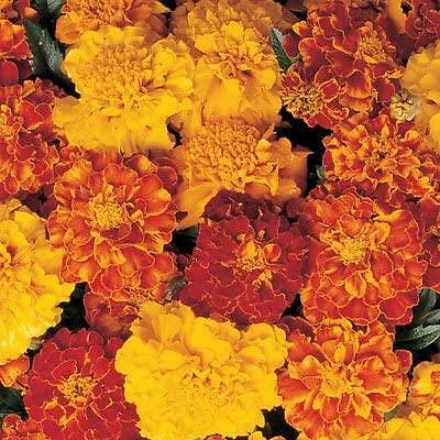 Marigold french dwarf double - french,