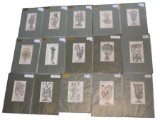 Salmon Herbal 1702 Original