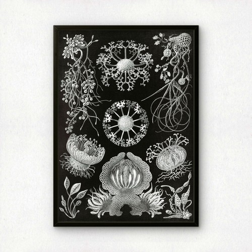 Ernst haeckel art print - print, |