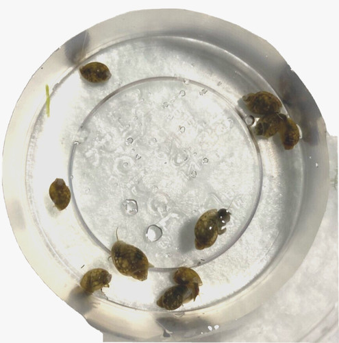 Live pond cleaner feeder - pond, cleaner/feeder