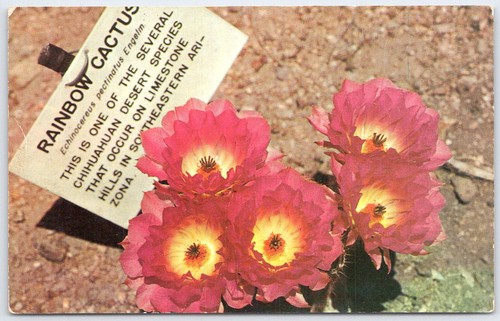 Rainbow cactus echinocereus - rainbow,