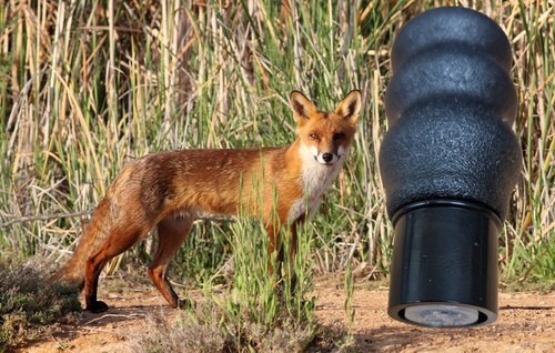 Fox call mad mity - mad, mouse