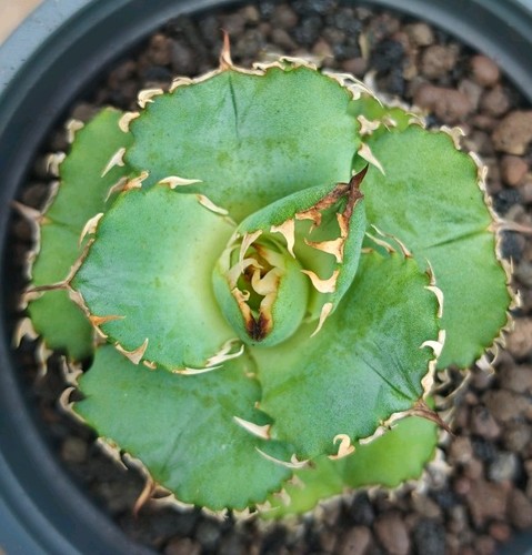 Agave titanota lace - agave, (rare)