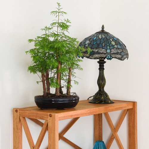 Bonsai plant forest mix oval - bonsai,
