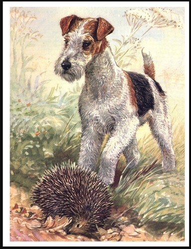 Wire fox terrier and - fox,