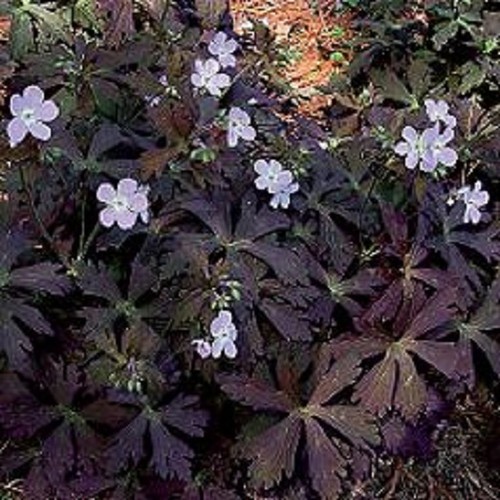 Hardy geranium maculatum - hardy,
