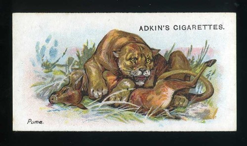 Adkin wild animals the - adkin,