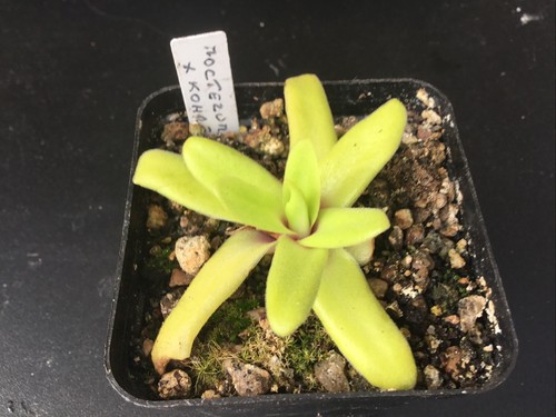 Pinguicula moctezumae kohres - pinguicula,