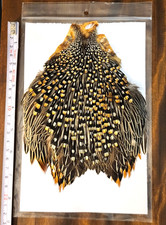 Jungle Cock Cape, Fly Tying