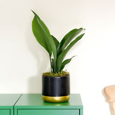 Suttons Aspidistra Cast Iron Plant Elatior Houseplant Home or Office 12cm Pot