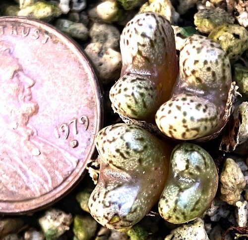 Mesemb plant conophytum - plant,